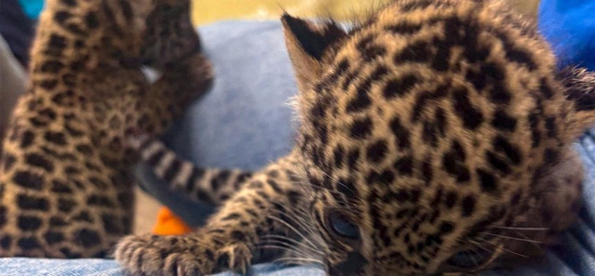 Dois filhotes de onça-pintada, encontrados na comunidade São João, em Manicoré (332 km da capital amazonense), foram resgatados e transportados com segurança para Manaus. A ação foi realizada nesta quinta-feira (03) pelo Instituto de Proteção Ambiental do Amazonas (Ipaam), o Instituto Brasileiro do Meio Ambiente e dos Recursos Naturais Renováveis (Ibama), a Secretaria de Proteção Animal do Amazonas (Sepet) e a Secretaria Municipal de Meio Ambiente e Desenvolvimento Sustentável (Semades) de Manicoré.